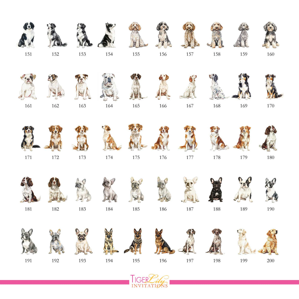 Chart of dog watercolor illustrations for drink menu